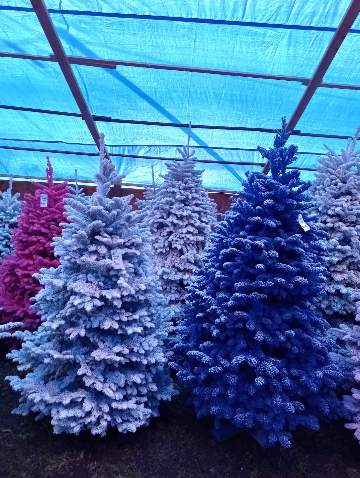 Buckland Christmas trees in Portland, Oregon