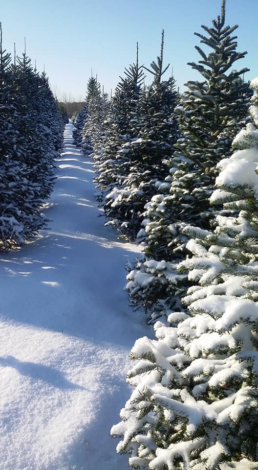 Bud & Deb's Christmas Tree Farm in Fremont, Indiana