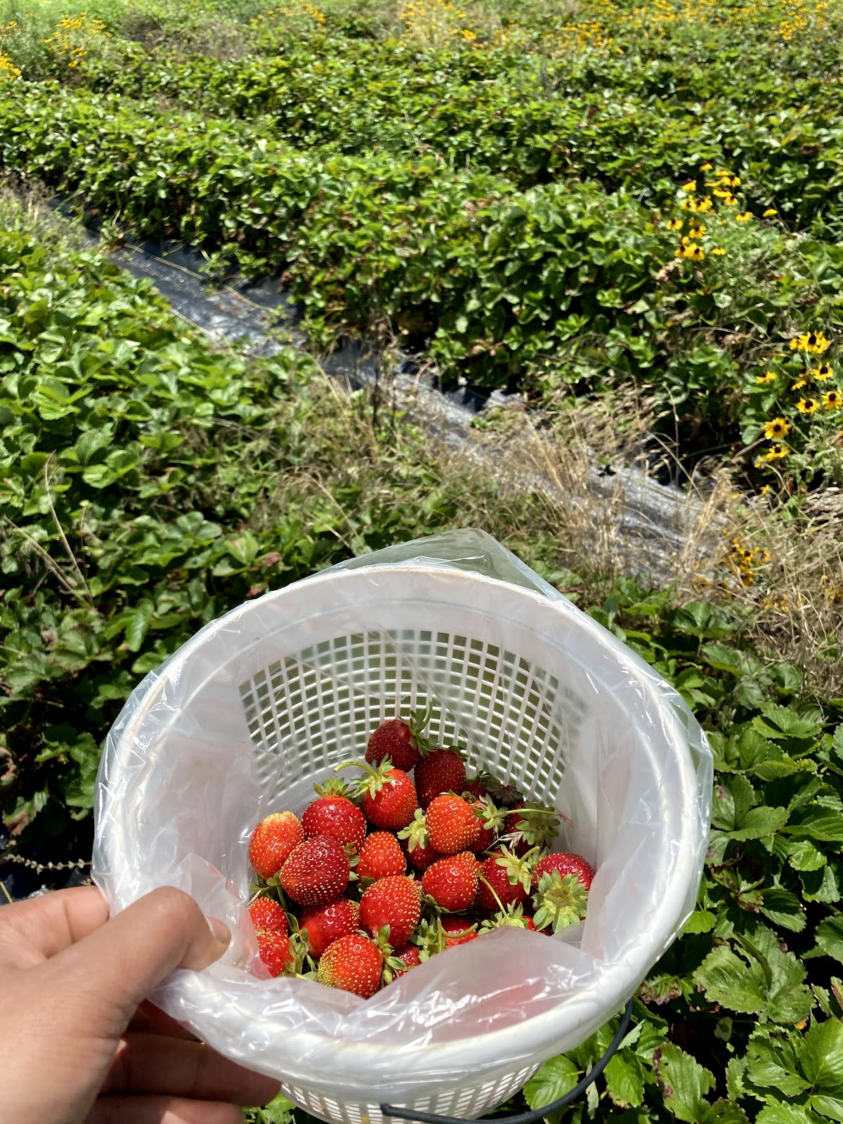 Buffalo Creek Berry Farm in Mustang, Oklahoma