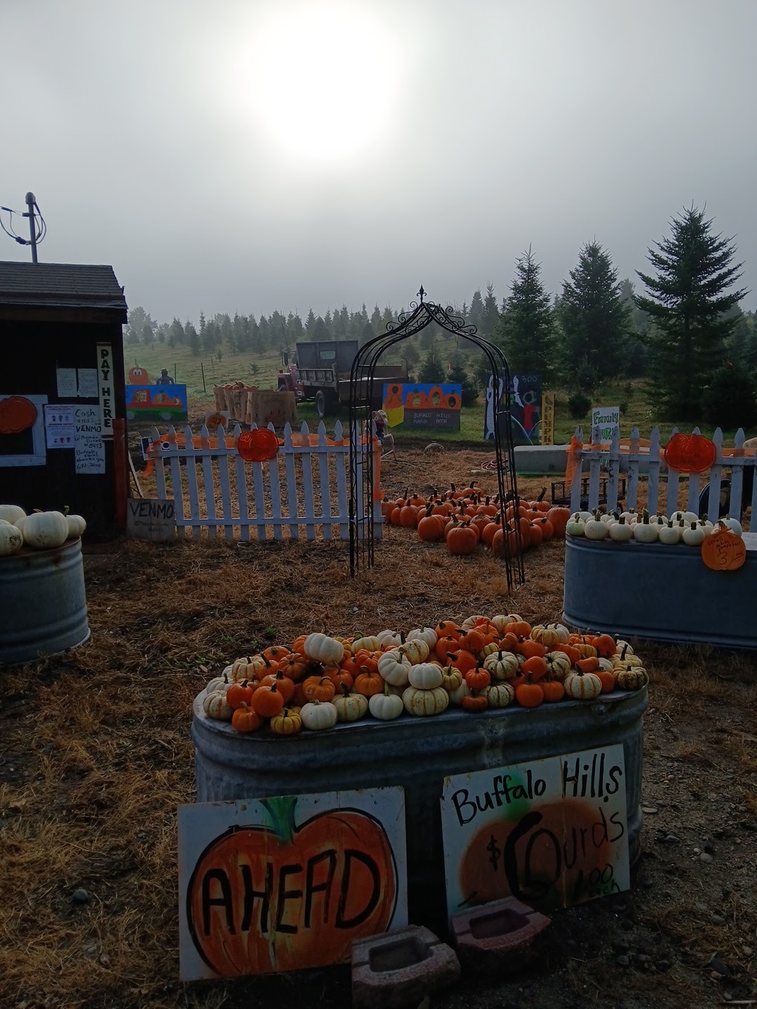Buffalo tree farm in Buffalo, Minnesota