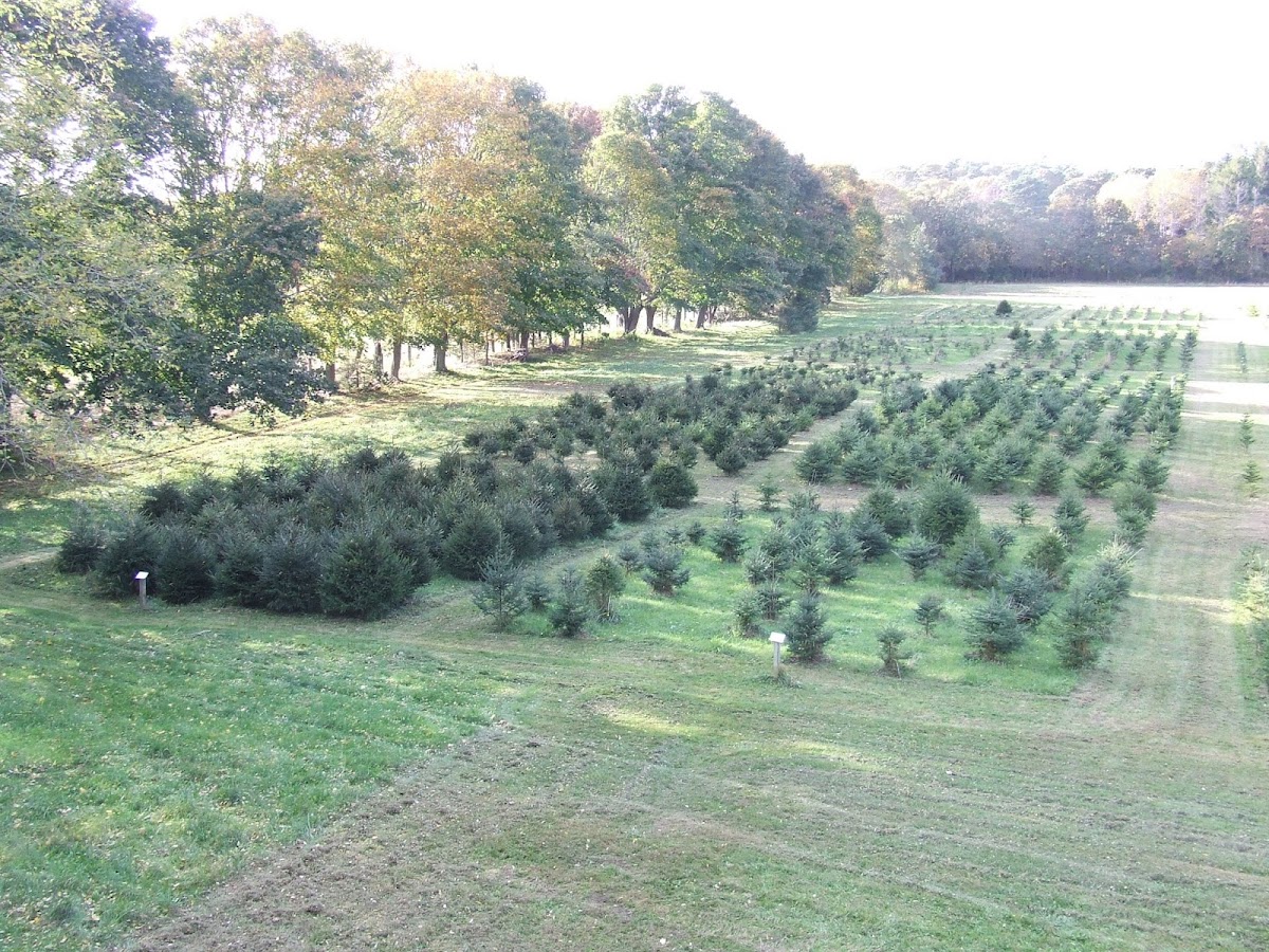 Bunker Tree Farm in Falmouth, Massachusetts