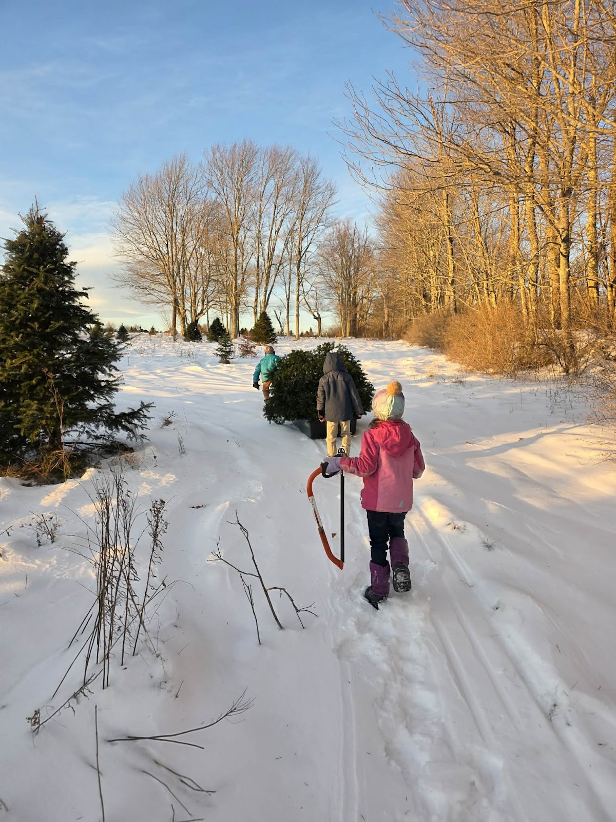 Burgess Tree Farm in Newport, Maine