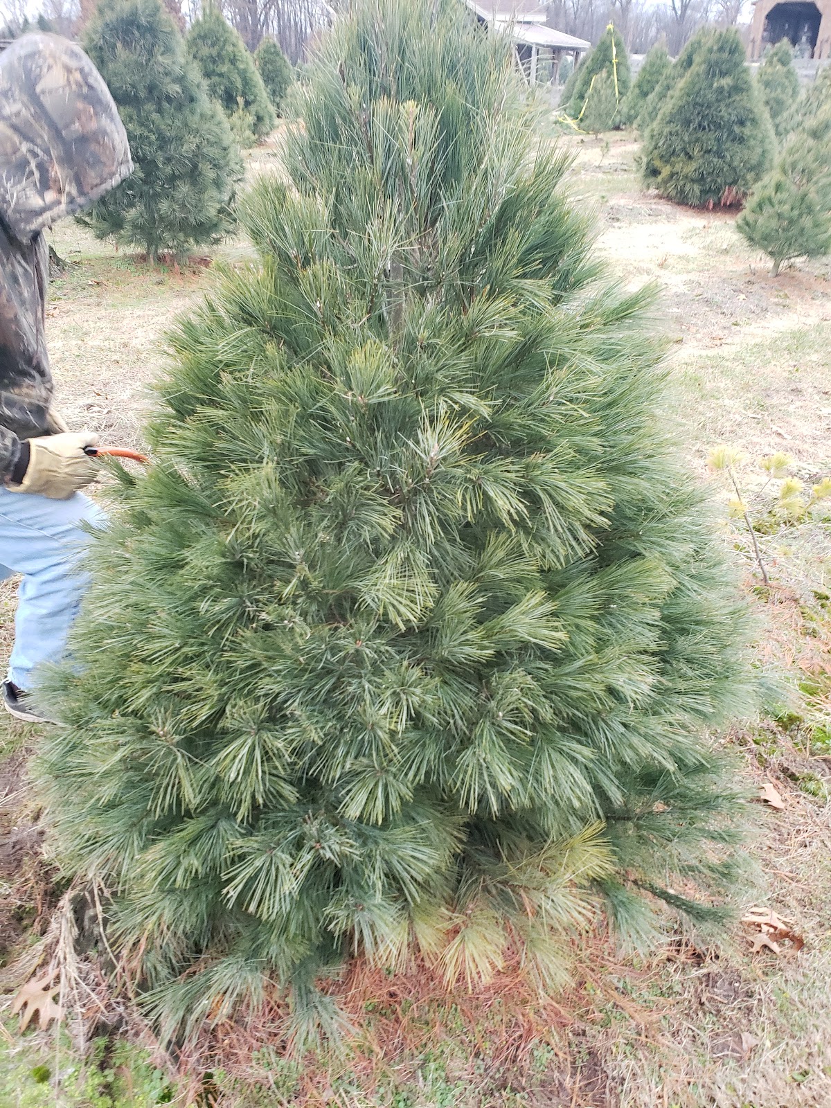 Butler Tree Farm in Dowagiac, Michigan