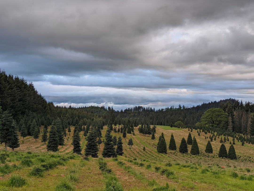 Butte Creek Tree Farm in Molalla, Oregon