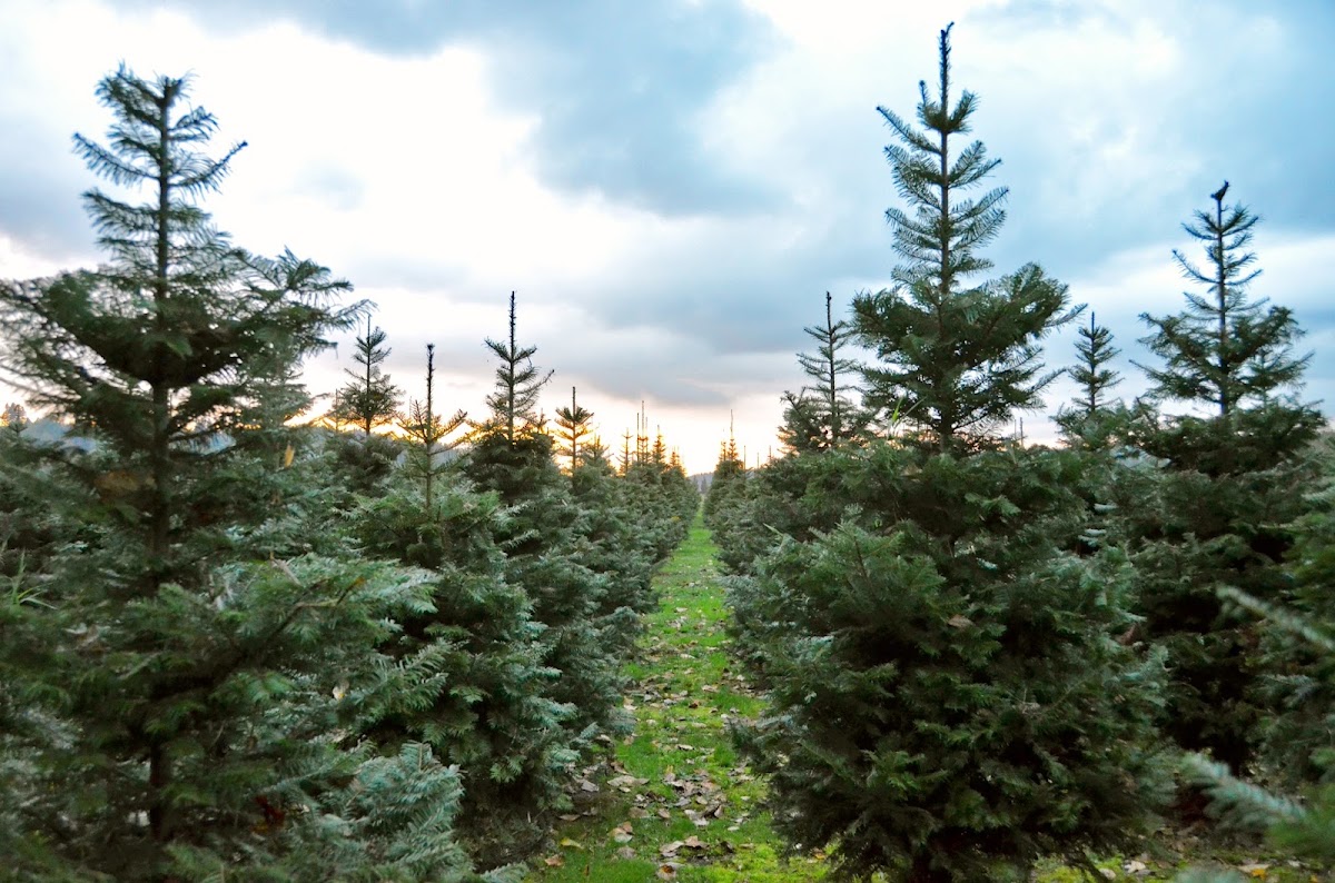 Buttonwood Farm Organic Christmas Trees in Redmond, Washington