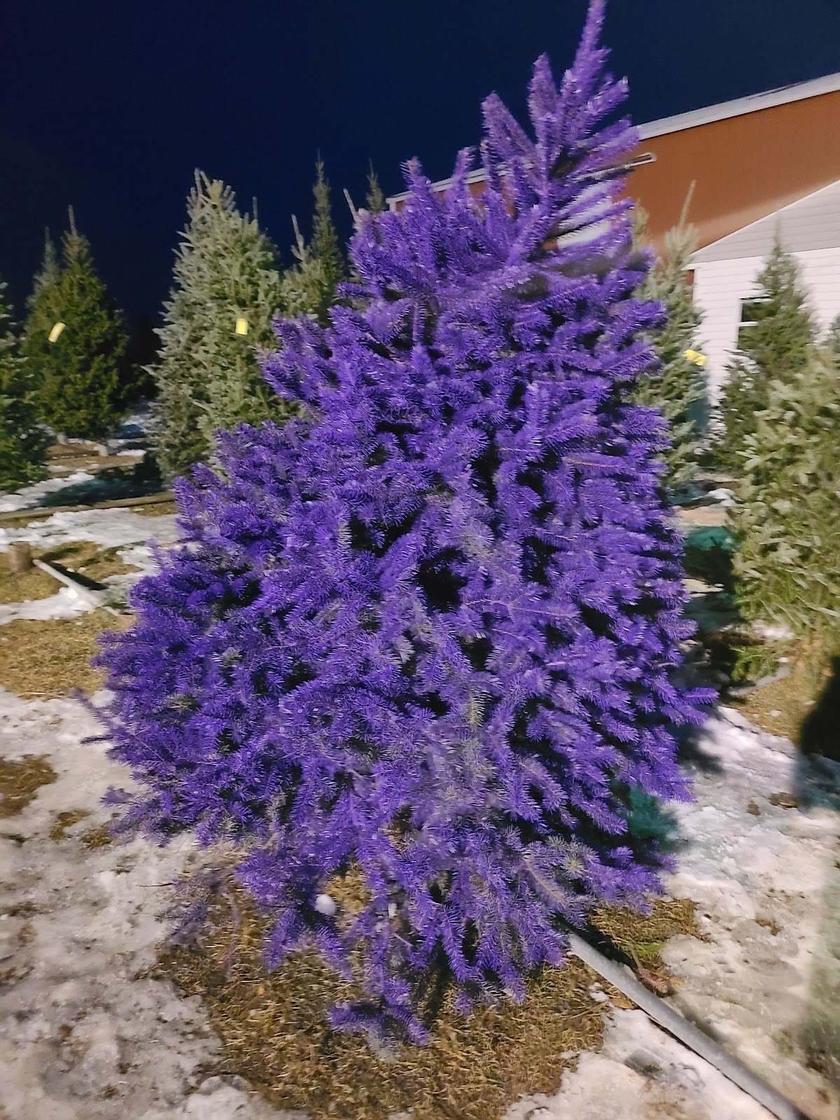 Calewarts Christmas Tree Farm in Denmark, Wisconsin