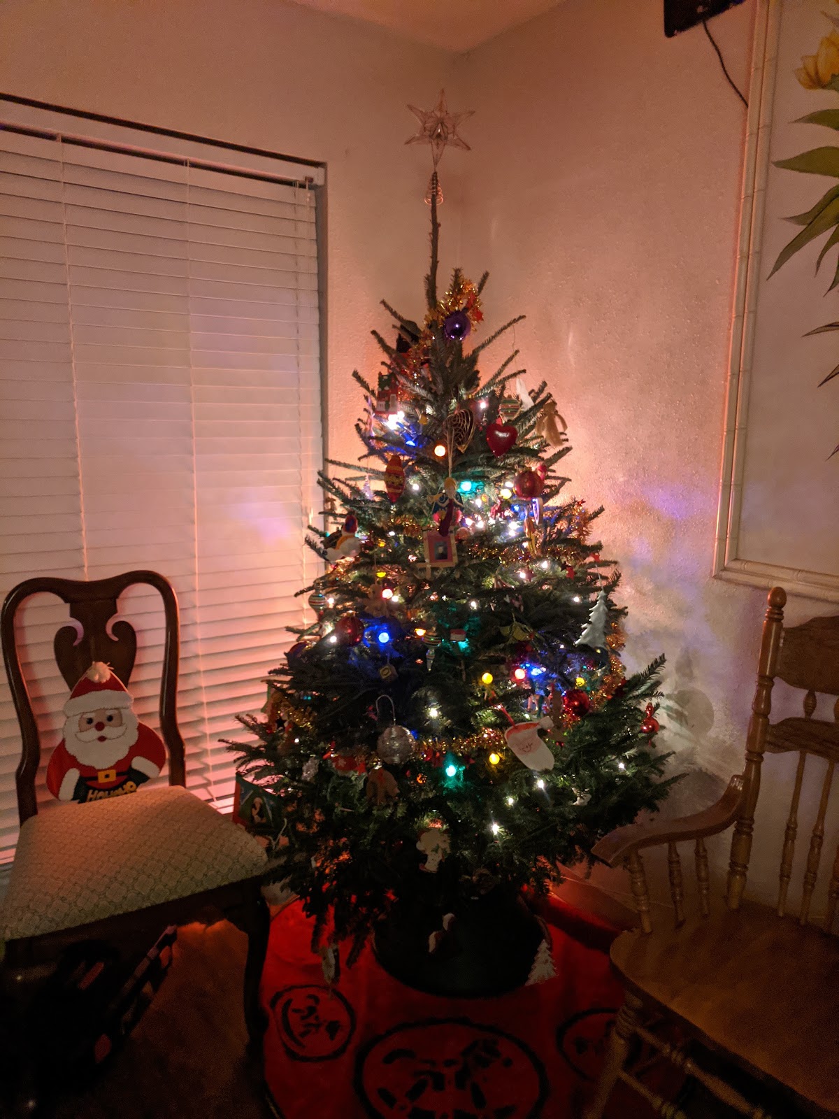 Camp's Christmas Trees in Webster, Texas
