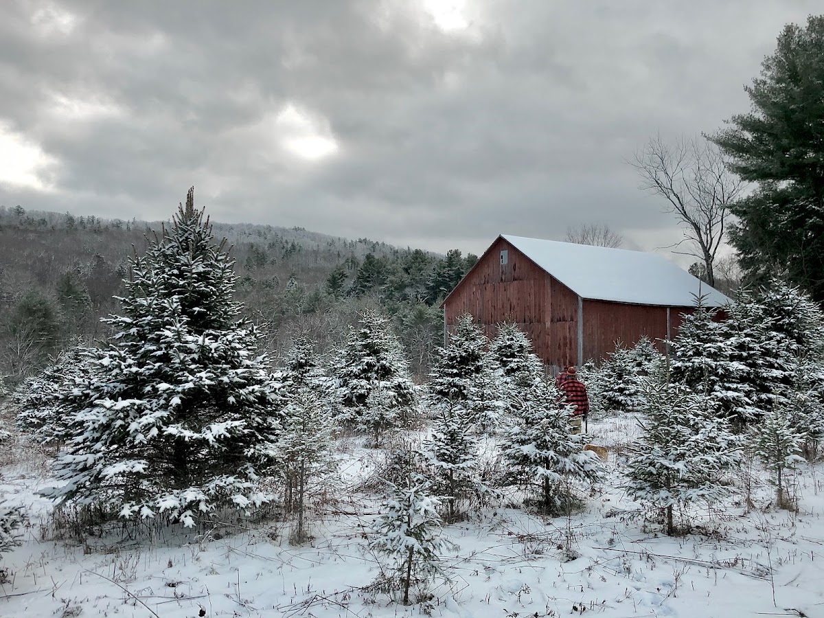 Canaan Conifers in Canaan, New York