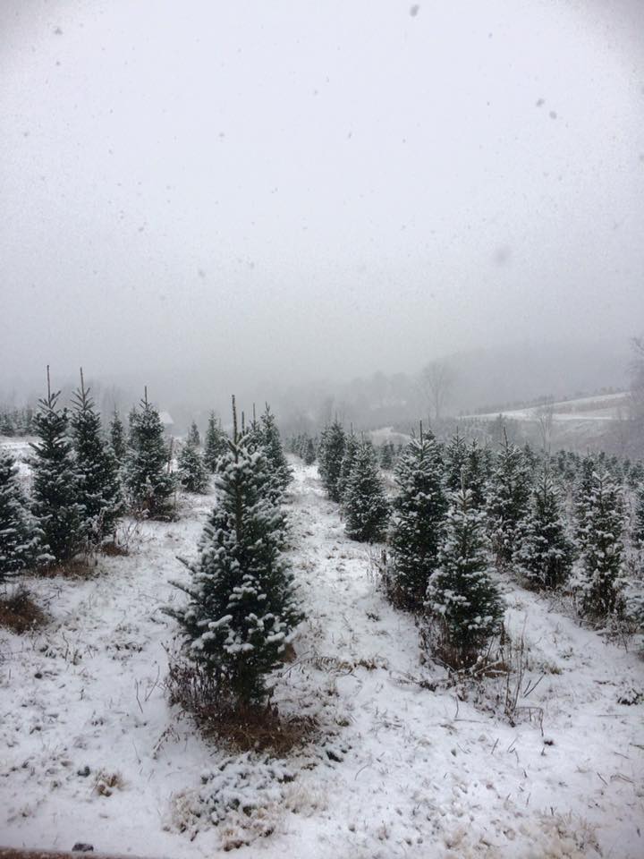 Candle Tree Farm in Washington, Pennsylvania