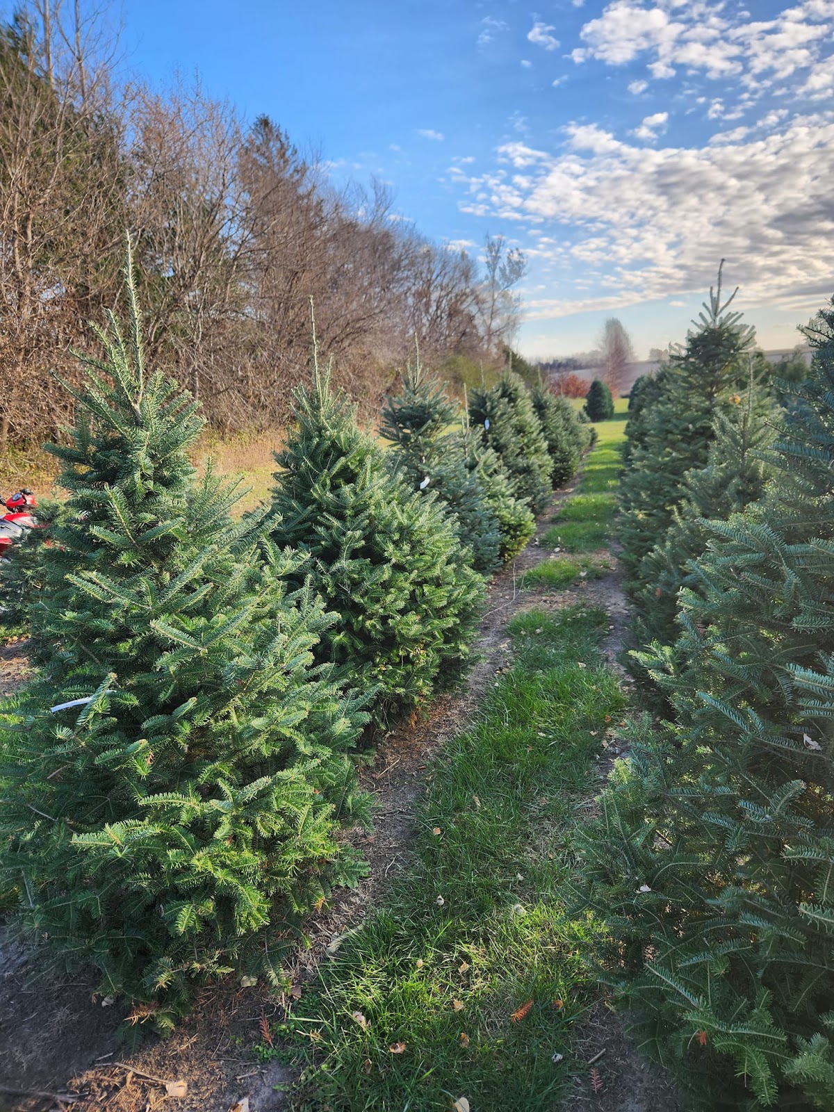 Carlson Tree Farm in Hampton, Iowa