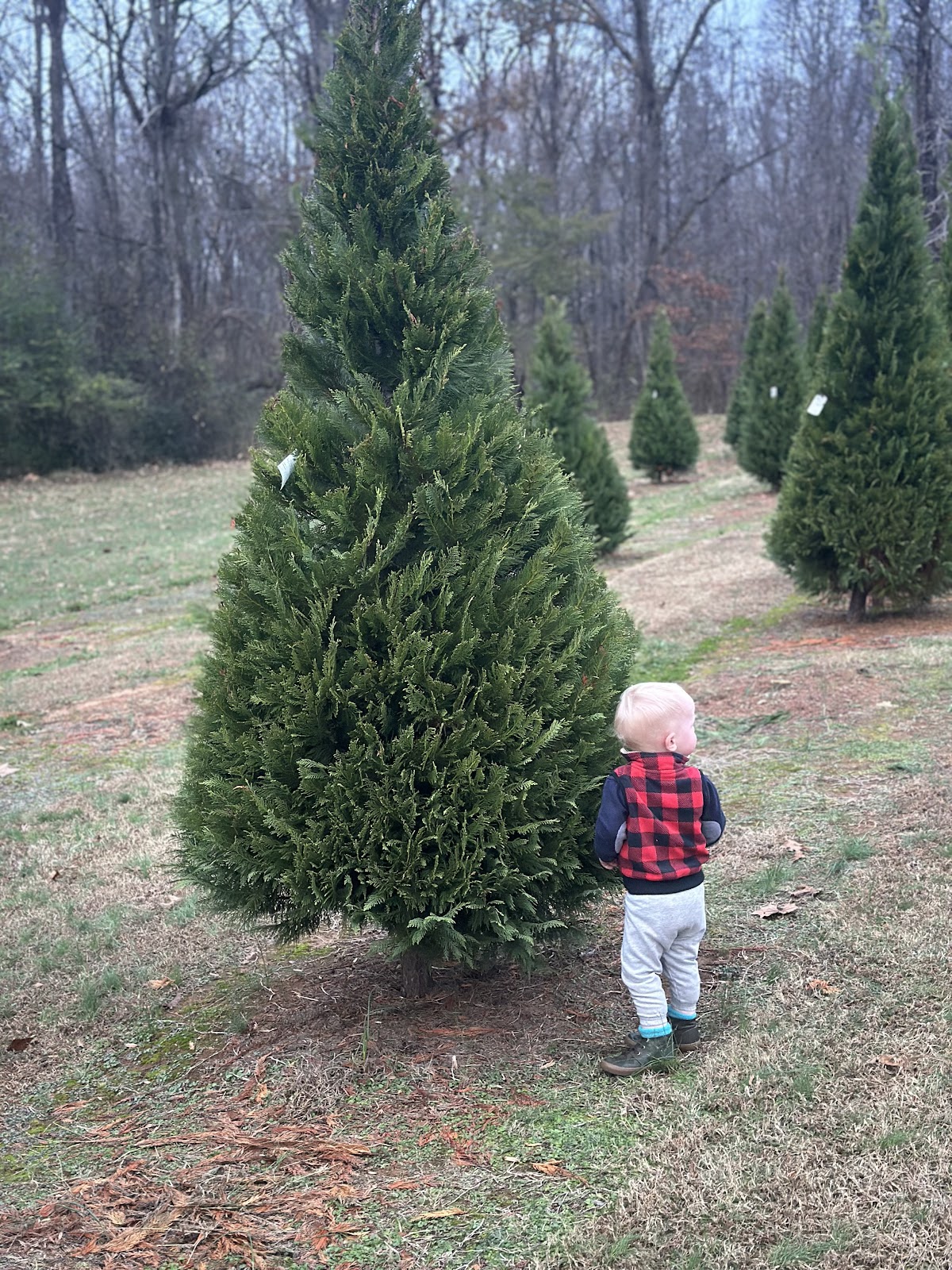 Carnes Farms in Pontotoc, Mississippi