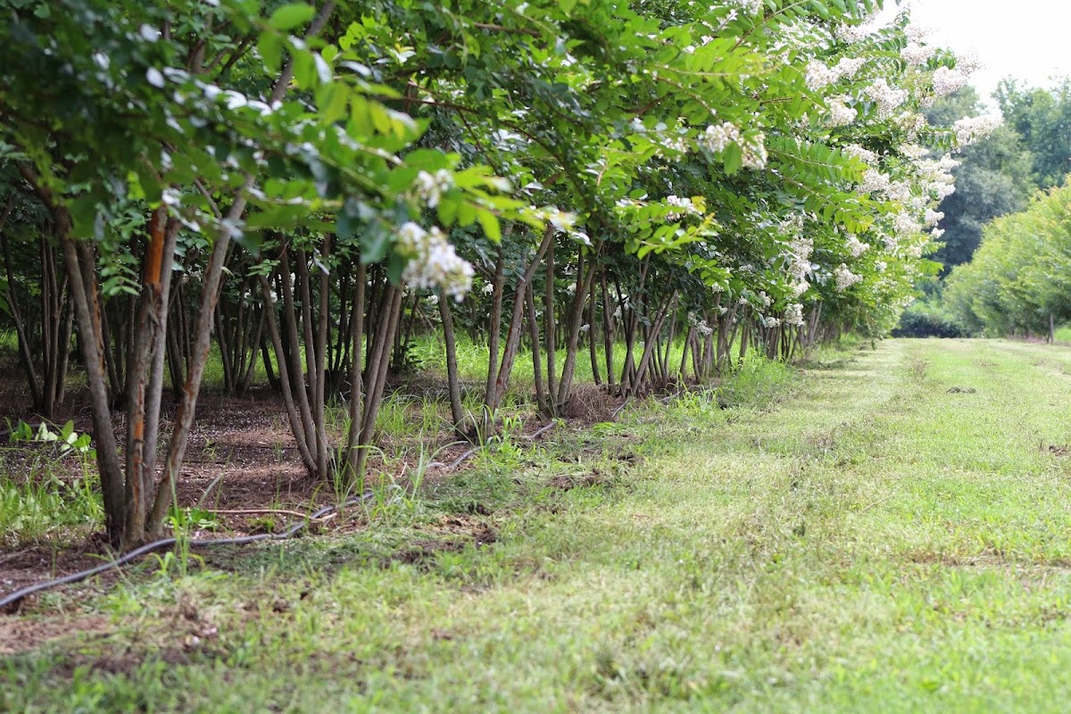 Carolina Crepe Myrtle & Shade Tree LLC in Hopkins, South Carolina
