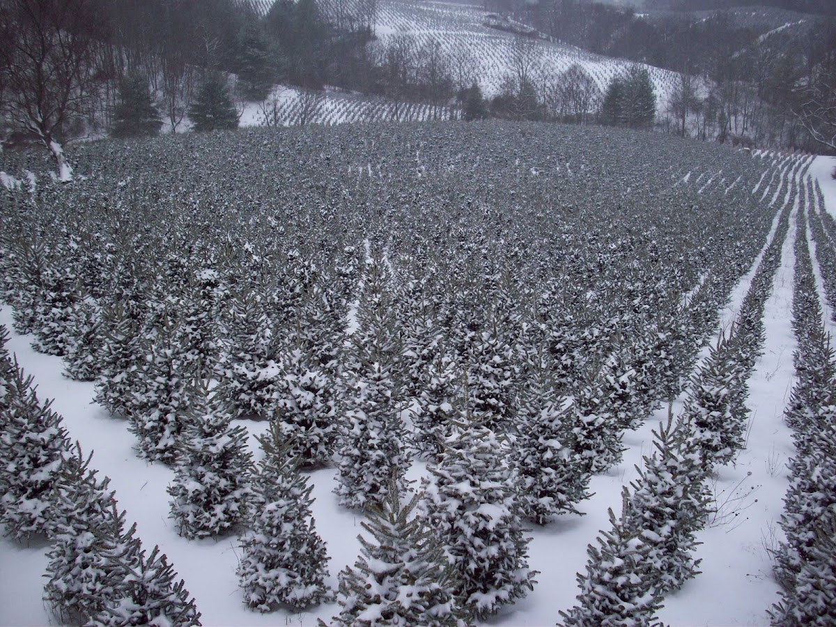 Carolina Fraser Fir Co in Mouth of Wilson, Virginia