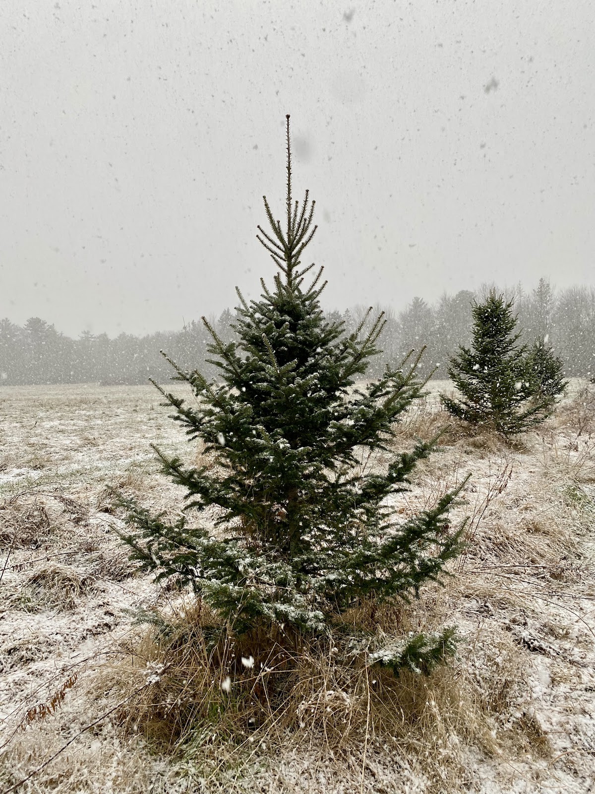 Carpenter Christmas Tree Farm in Old Town, Maine