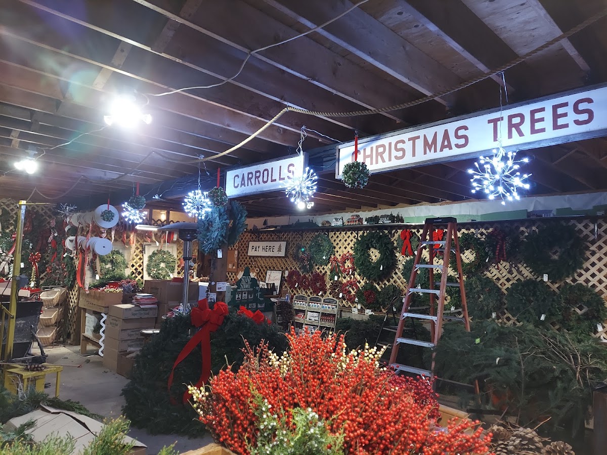 Carroll's Christmas Tree Farm in Lawrence Township, New Jersey