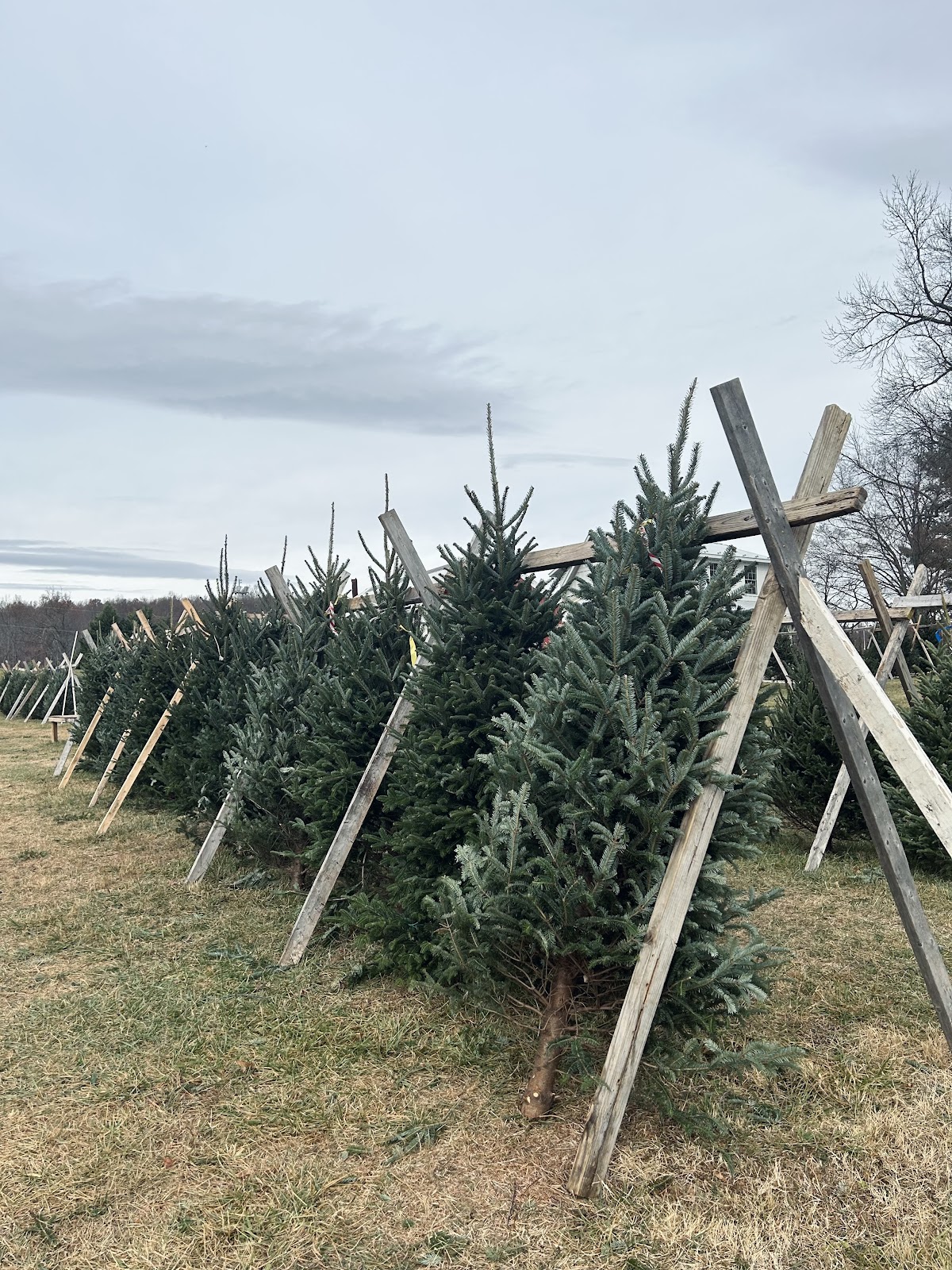 Carter Coffman Tree Farm in Fort Defiance, Virginia