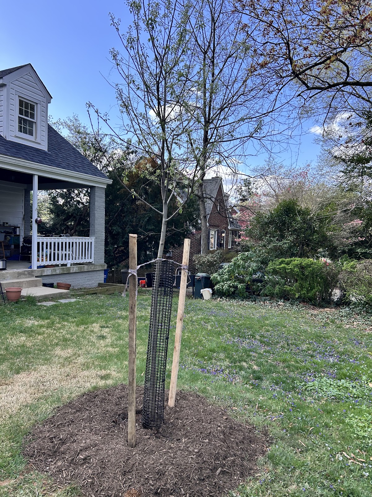 Casey Trees in Washington, District of Columbia