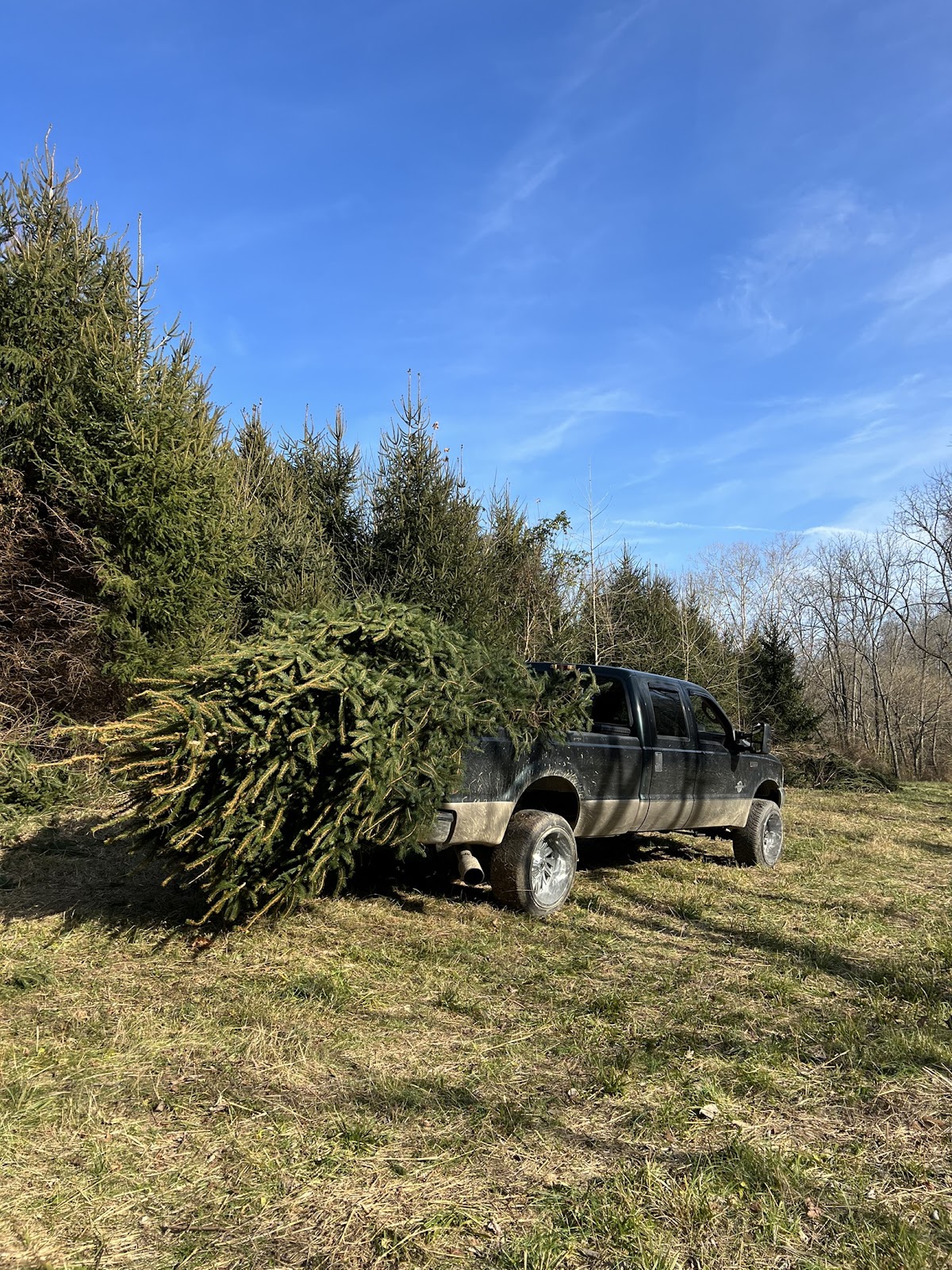 Cathole Bend Christmas Trees in Lancaster, Kentucky