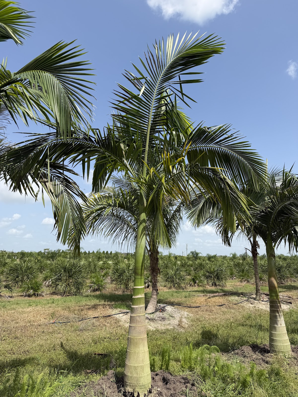 CC Tree Farm, Inc in Fort Pierce, Florida