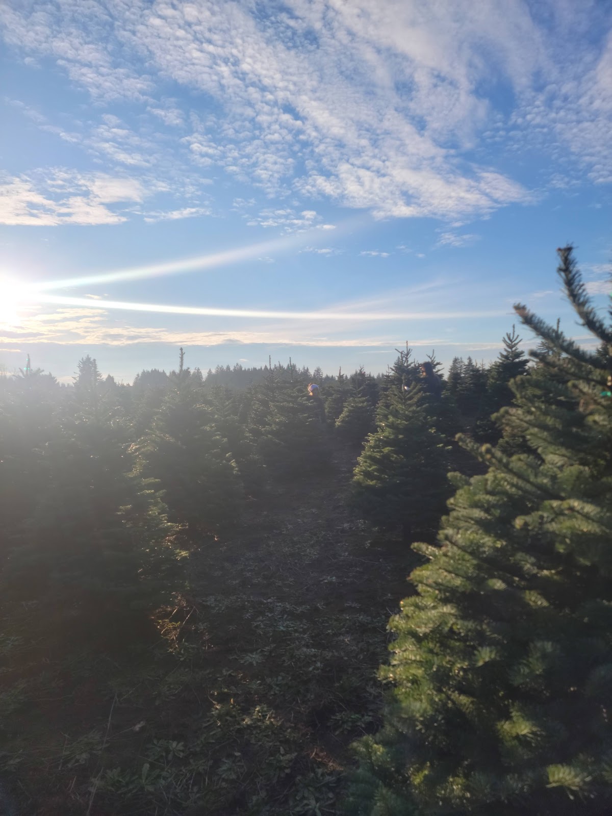 Cedar Creek Tree Farm in Mulino, Oregon