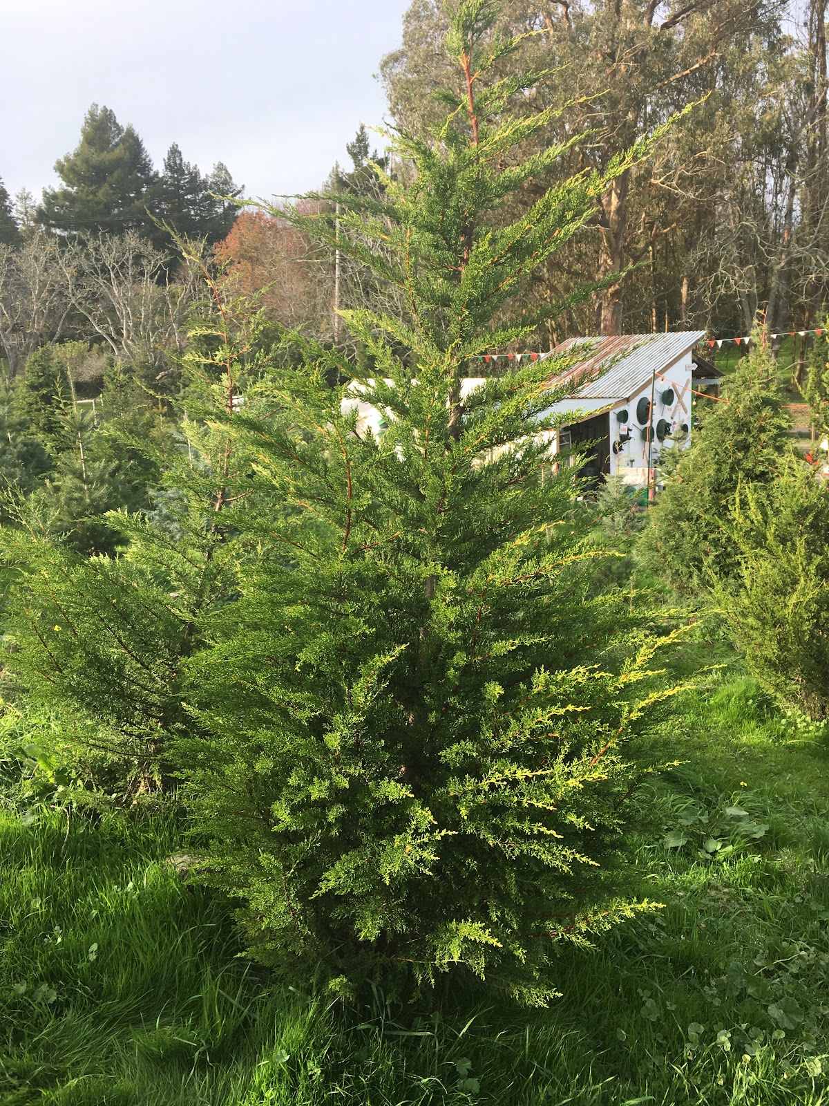 Celesta Farms in Sebastopol, California