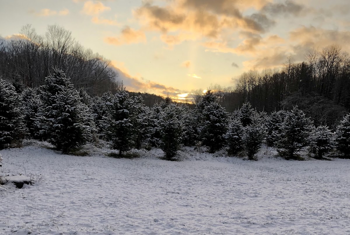 Chalker Creek Tree Farms LLC in Chenango Forks, New York