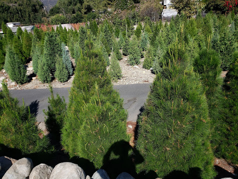 Chamberlain Choose and Cut Christmas Tree Farm in Claremont, California