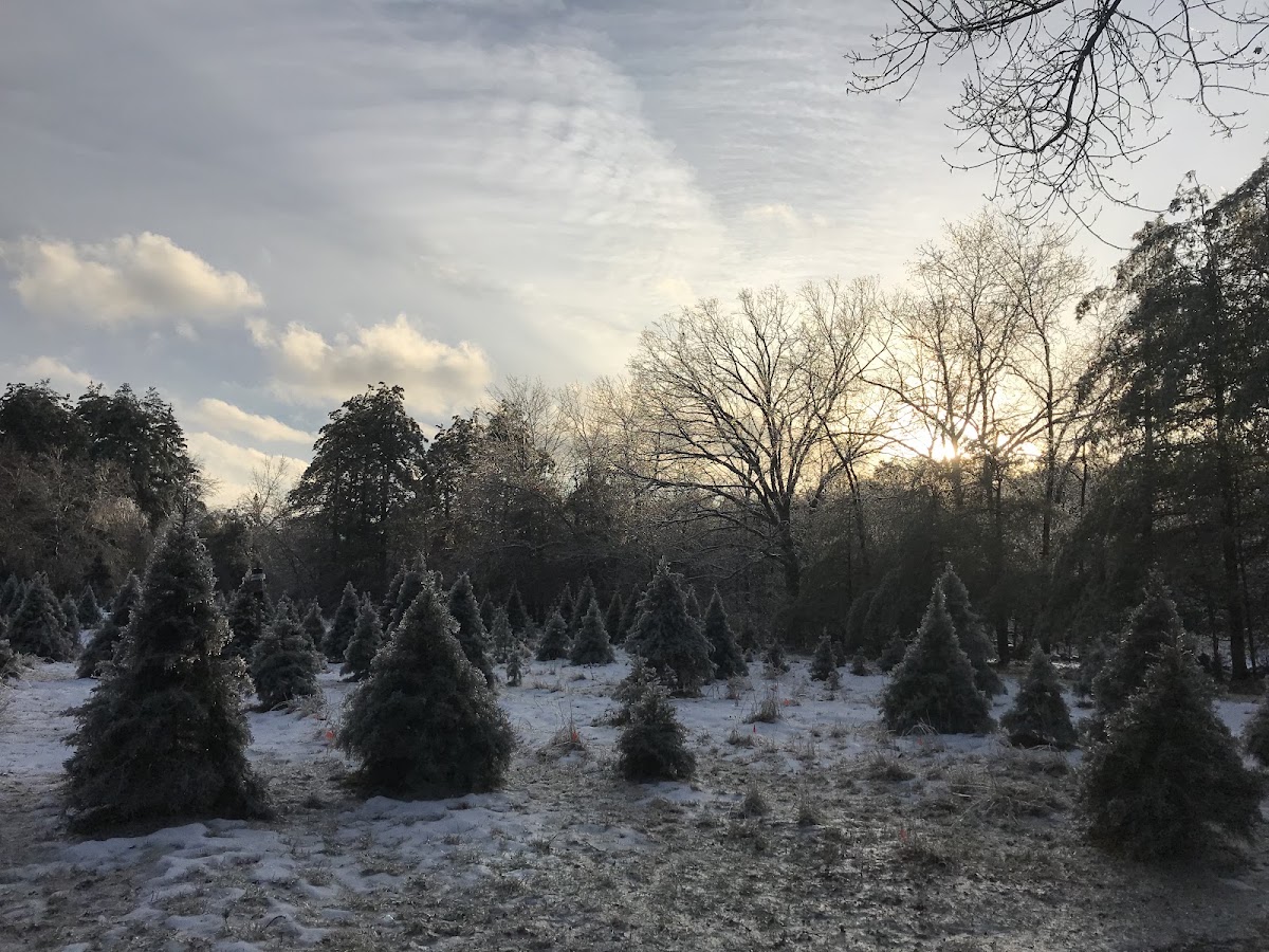 Chandler's Tree Farm in Berlin, Massachusetts