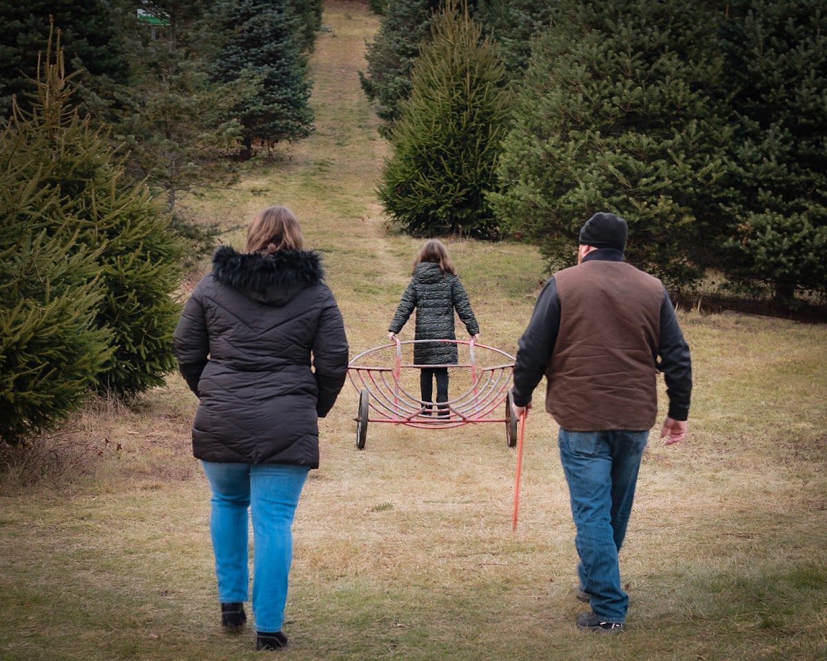 Cheshire Christmas Tree Farm in Cheshire, Massachusetts