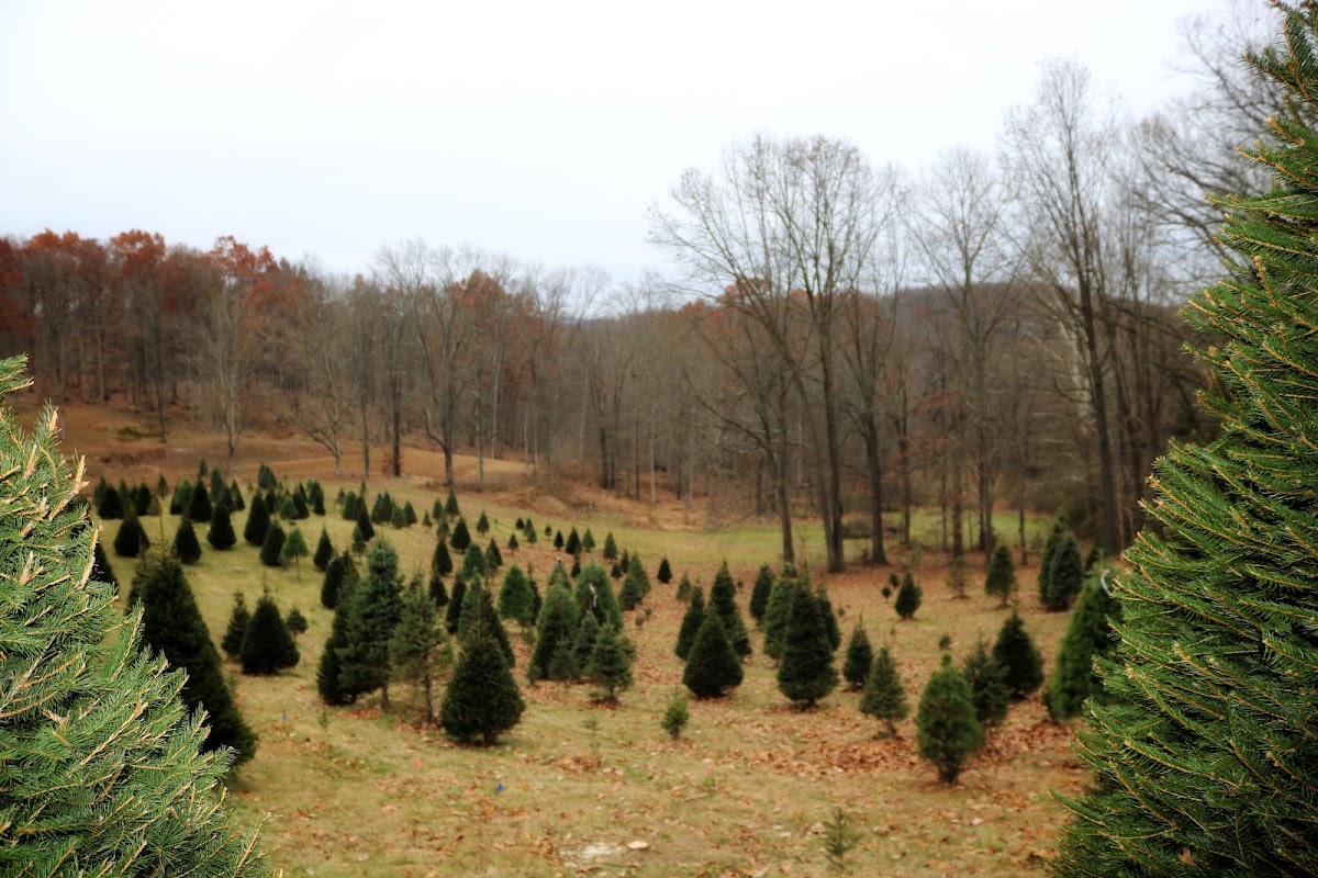 Chilly Hollow Christmas Tree Farm in Berryville, Virginia