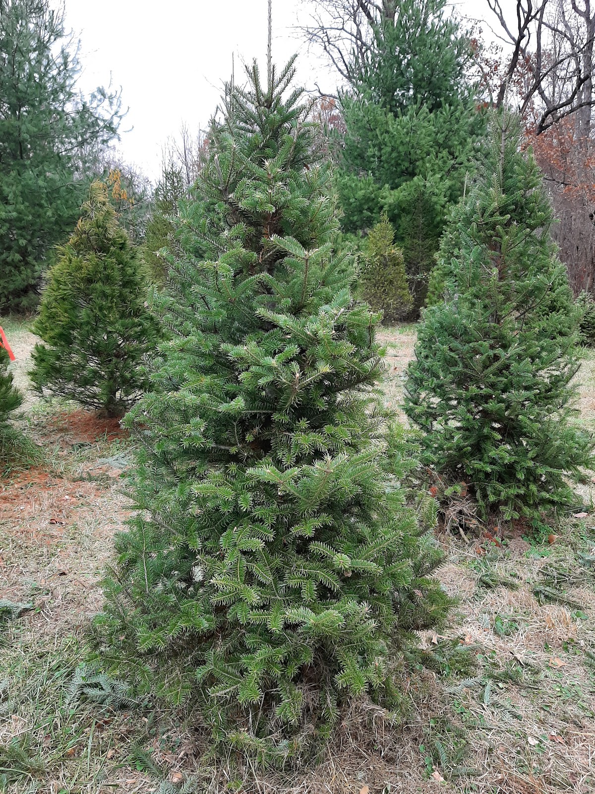 Choose & Cut Christmas Trees in Mechanicsville, Maryland