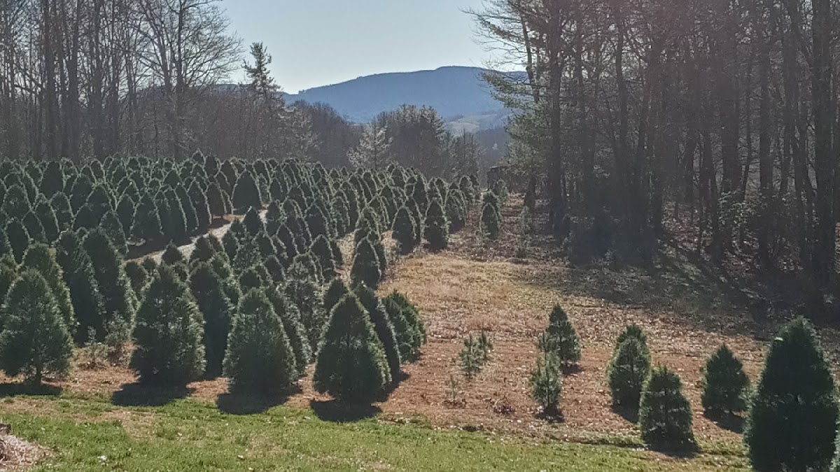Chris' Trees in Sparta, North Carolina