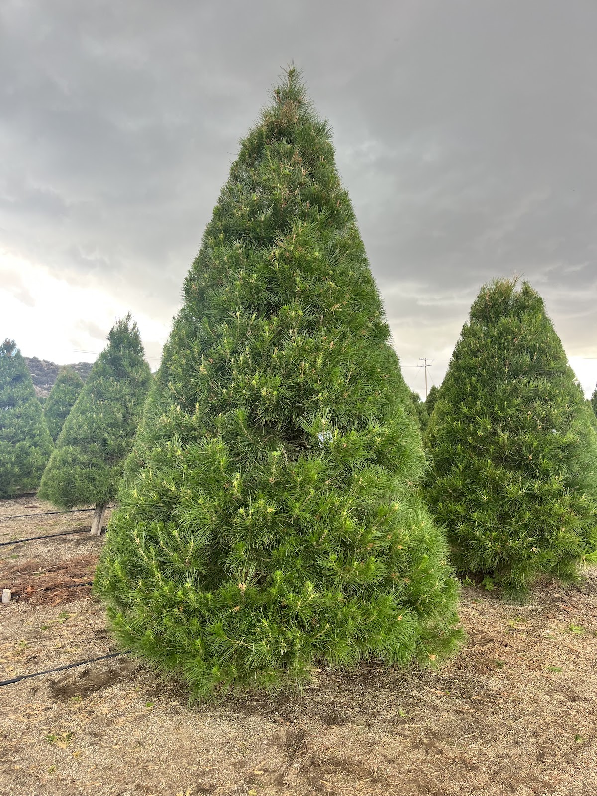 Christmas Conifers / Rye Farms in Nuevo, California