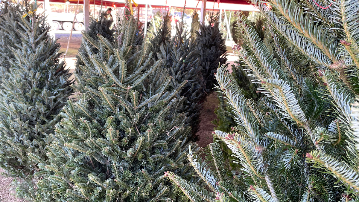 Christmas Greenery in Easley, South Carolina