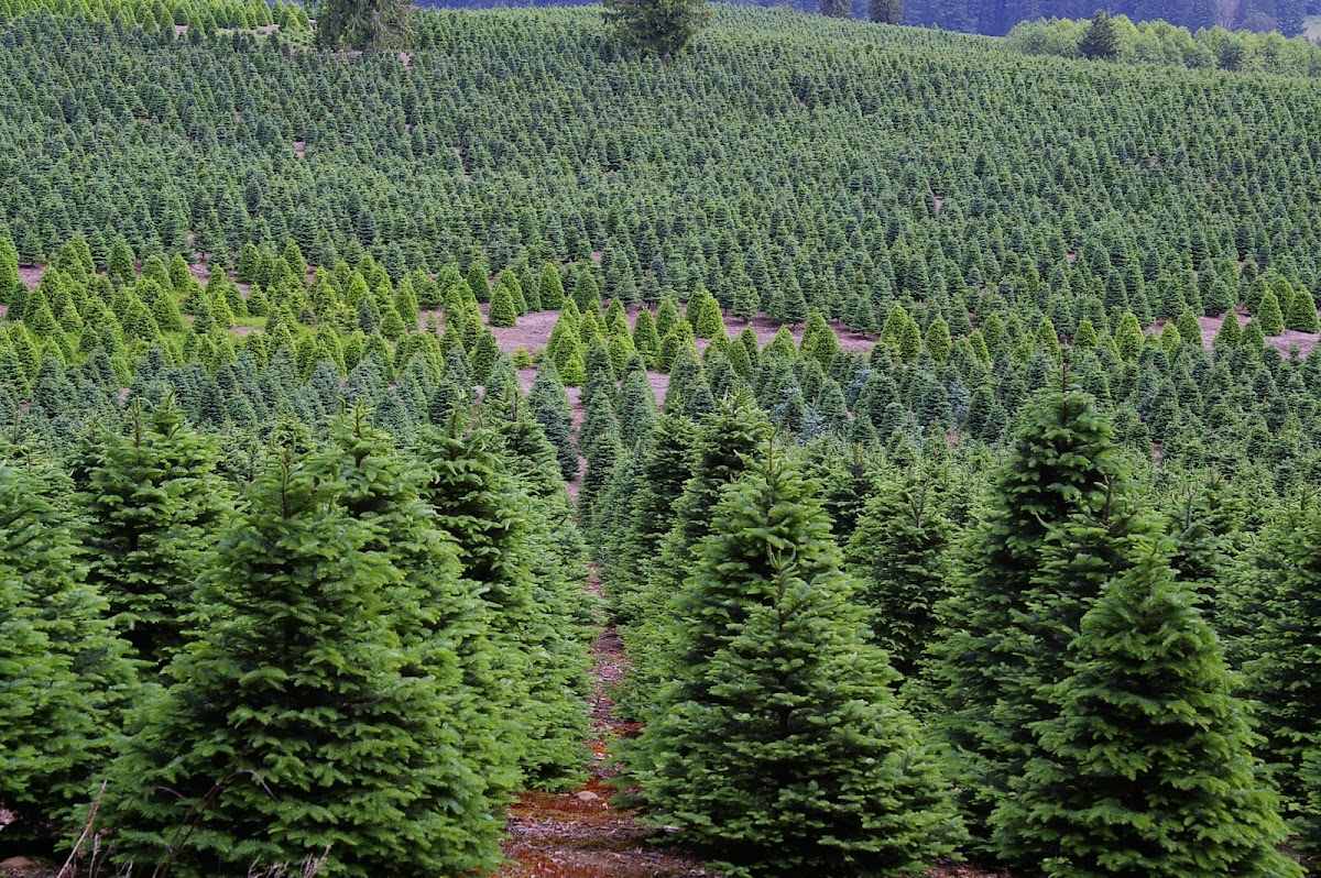 Christmas Hills Tree Farm in Mossyrock, Washington