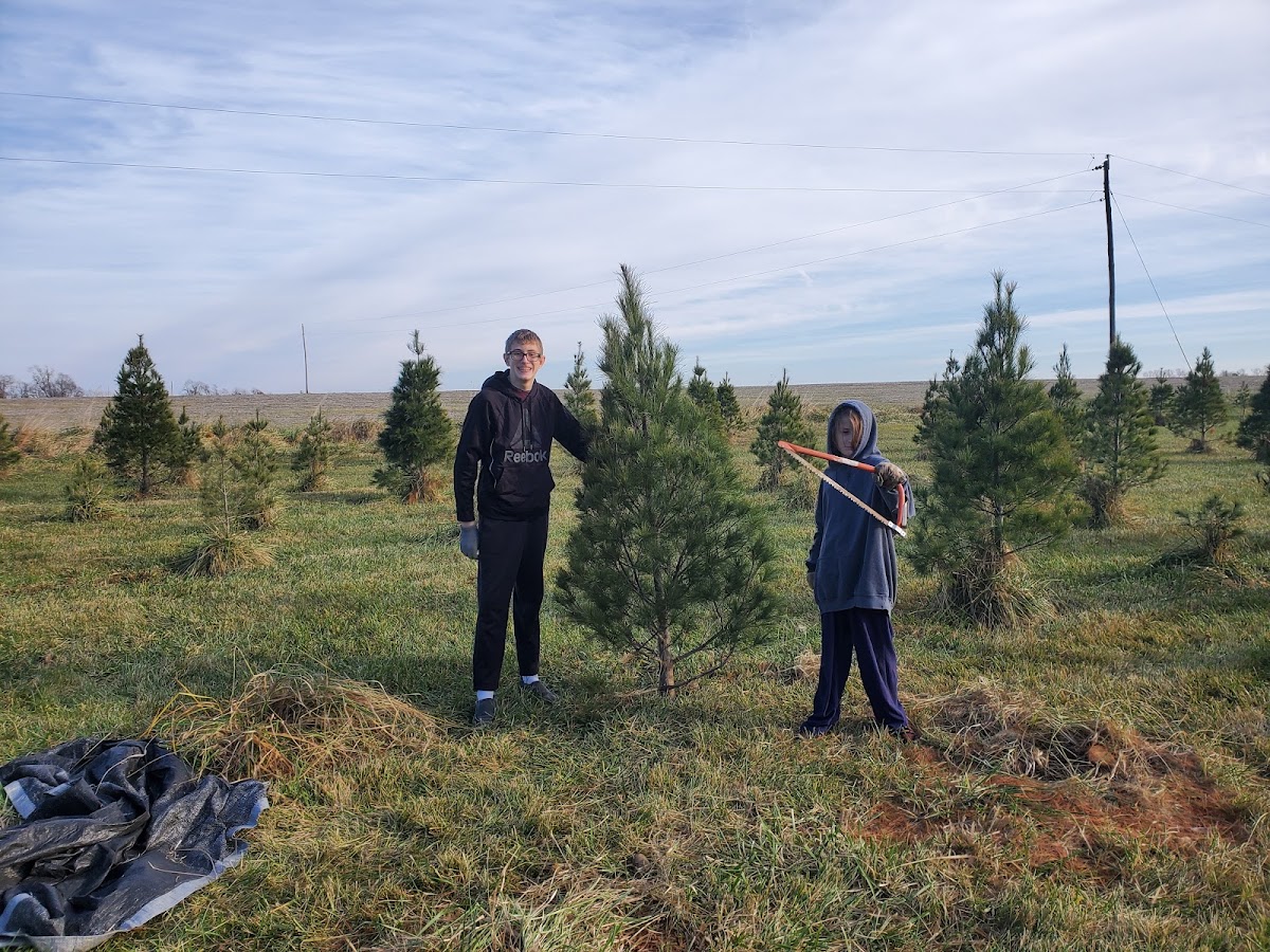 Christmas Traditions Tree Farm in Wright City, Missouri