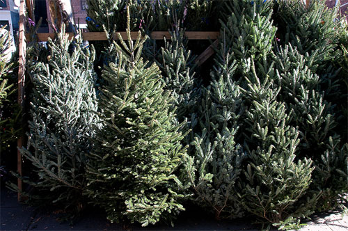 Christmas Tree Bazaar in Nobleboro, Maine