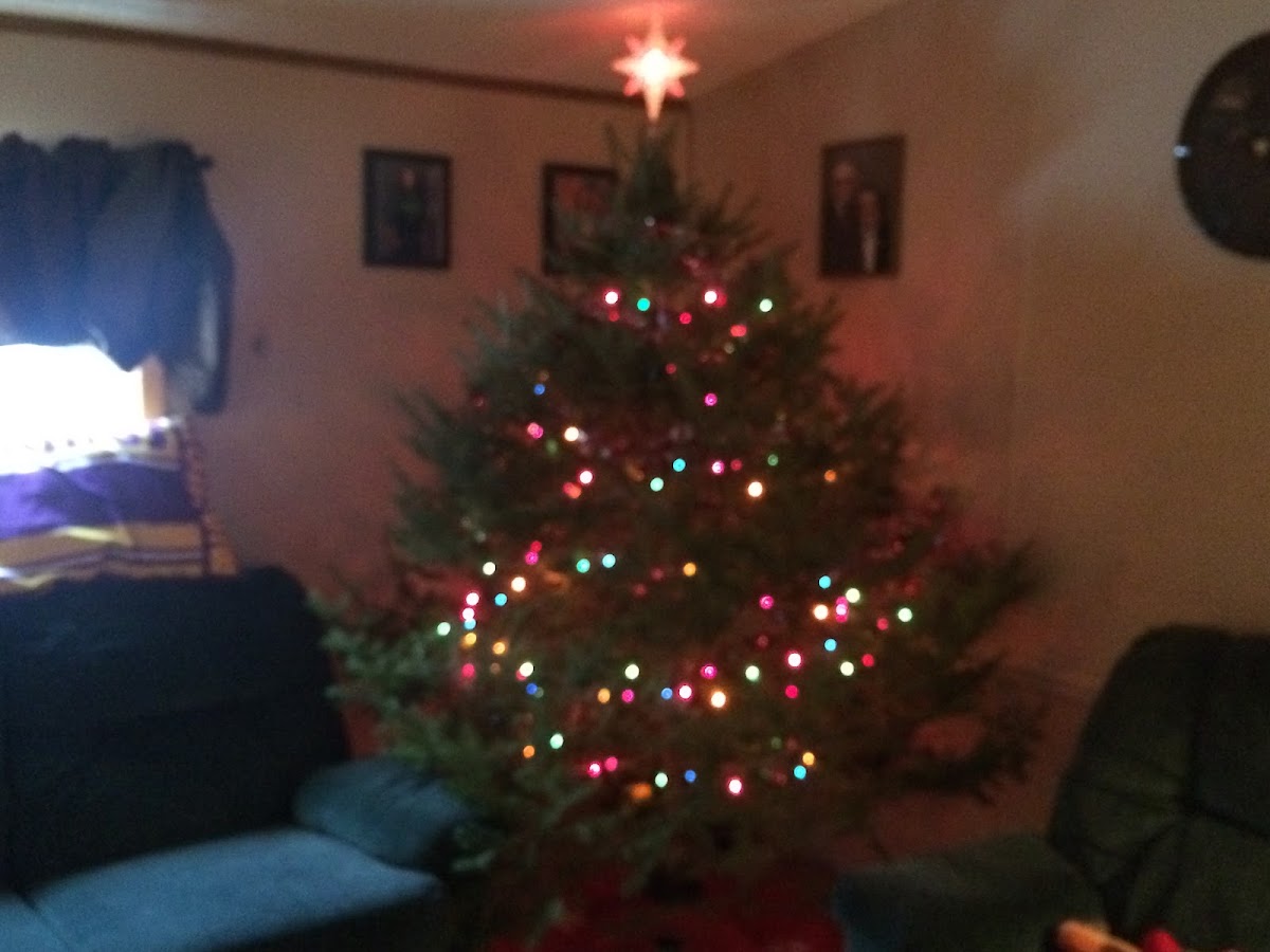 Christmas Tree Duluth in Saginaw, Minnesota