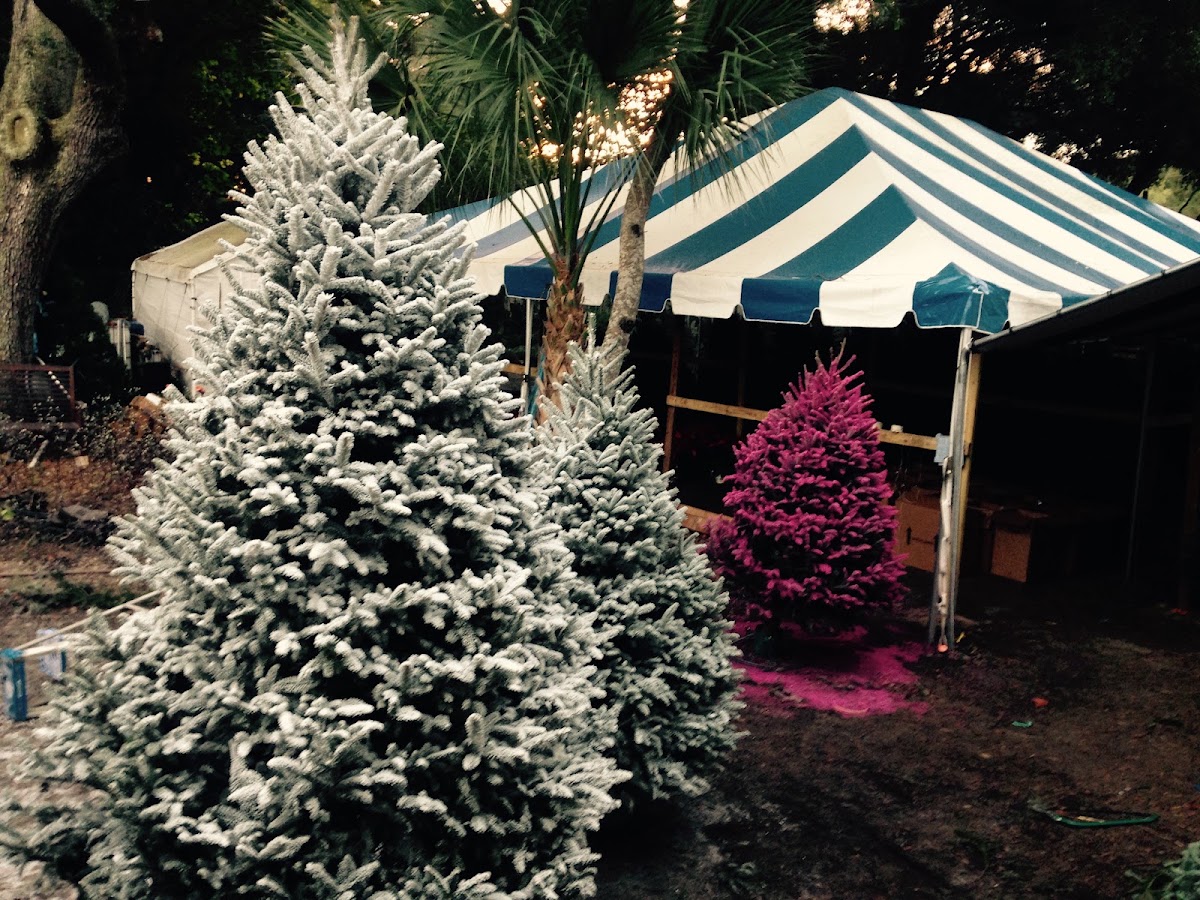 Christmas Tree Flocking Inc in Brandon, Florida