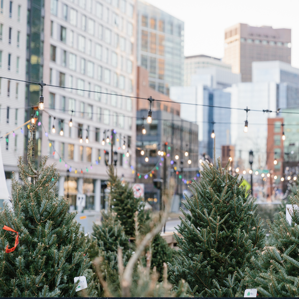 Christmas Tree For Me in Boston, Massachusetts