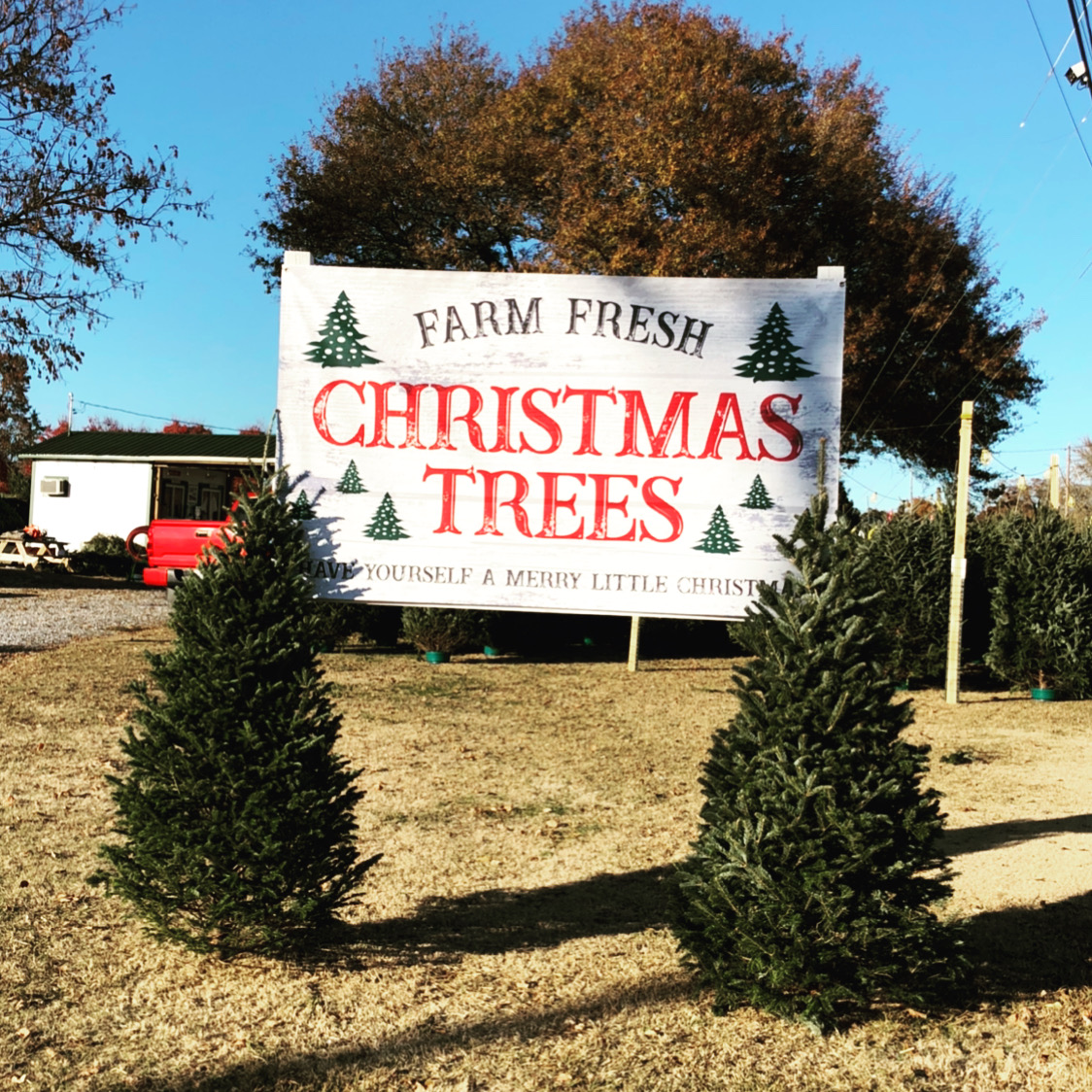 Christmas Tree Lot @ Brad Sill Golf Center in Spartanburg, South Carolina