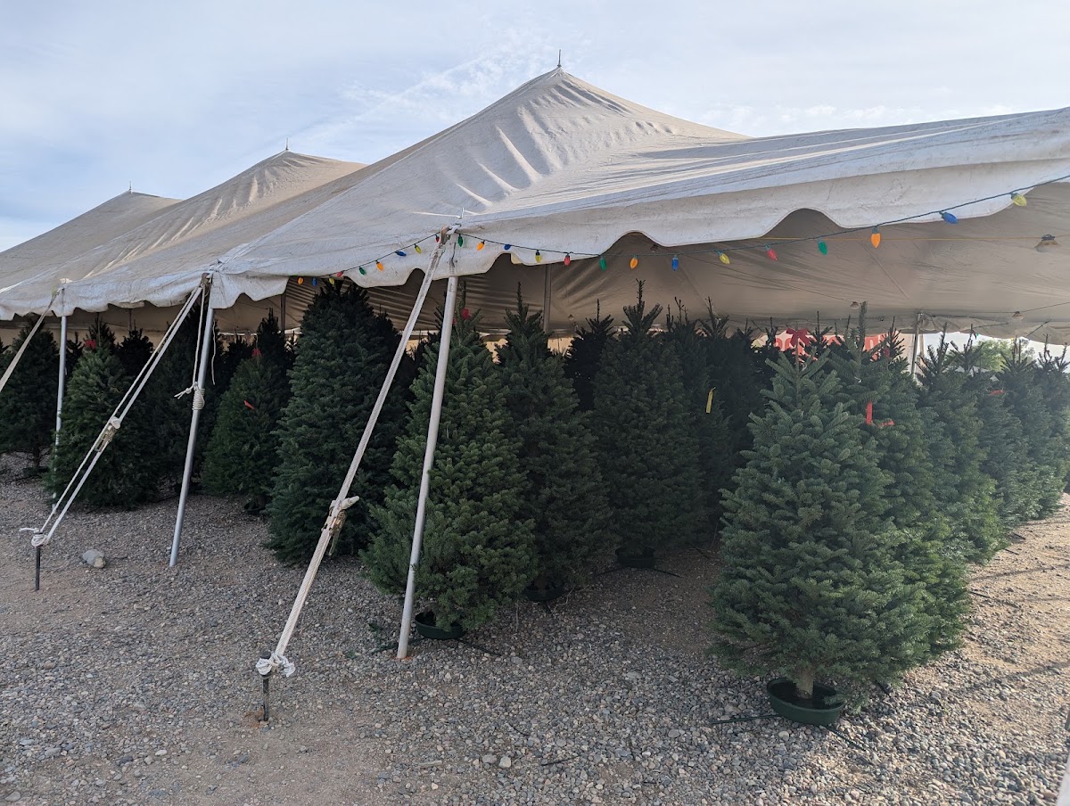 Christmas Tree Lot in Peoria, Arizona
