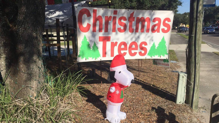 Christmas tree Market of Forest Hills in Tampa, Florida