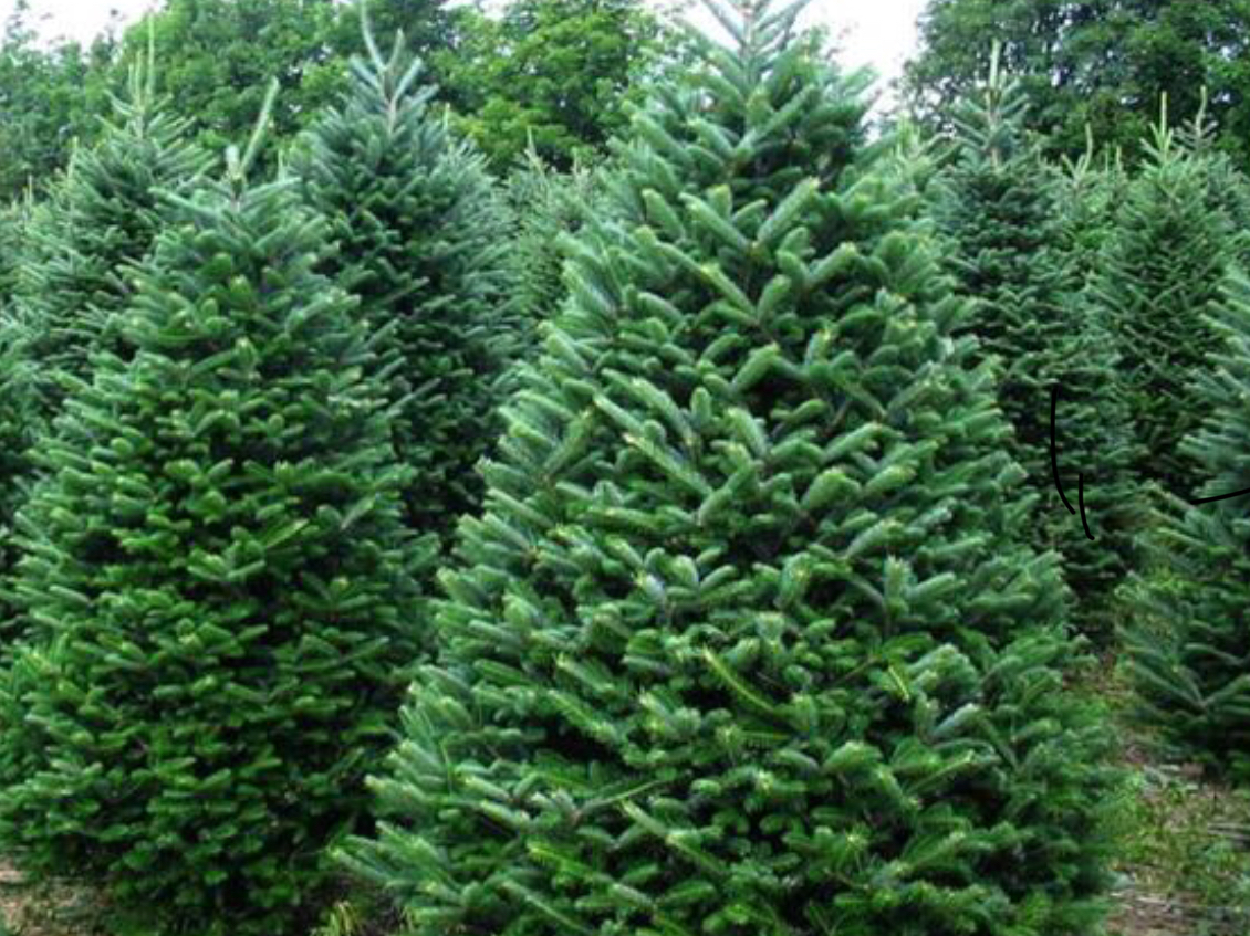 Christmas Tree Nursery Farm in Oceanside, New York