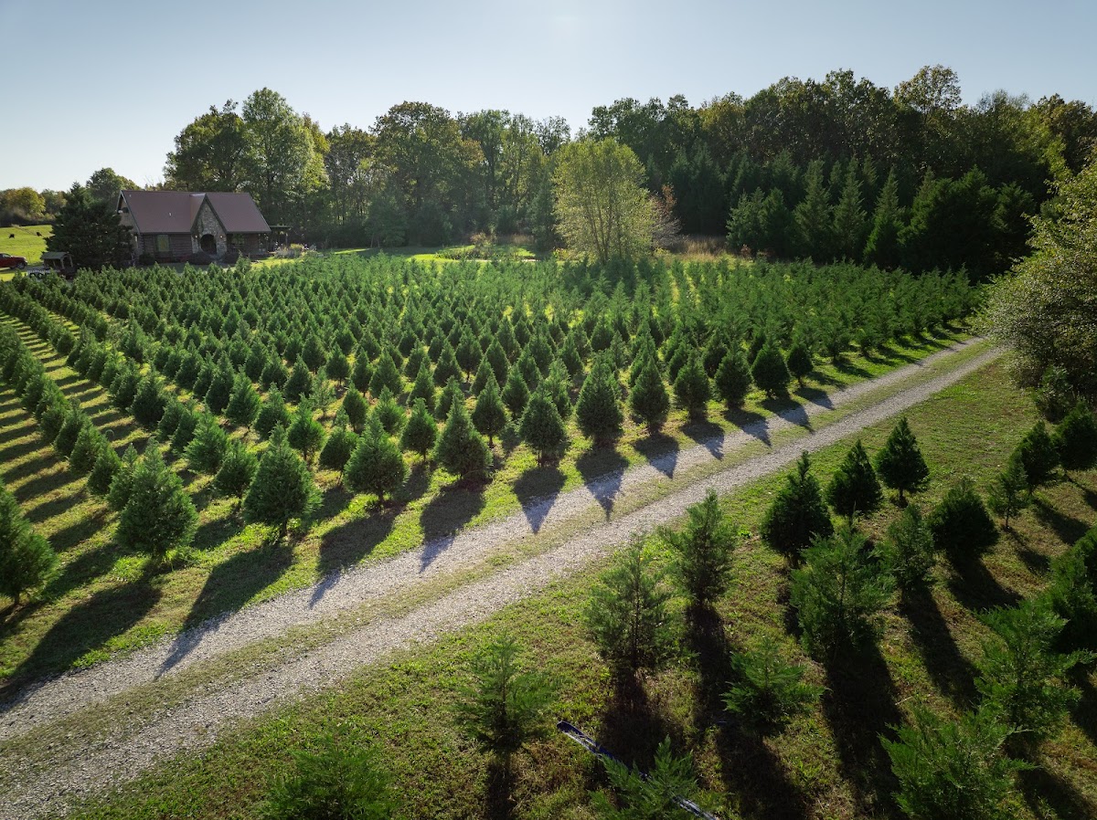 Christmas Tree Plantation in Jonesboro, Arkansas