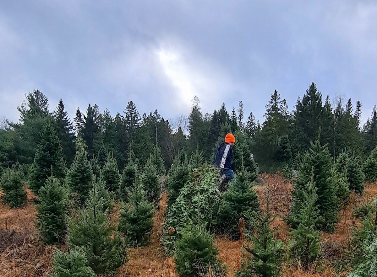 Christmas Tree Ranch in Amherst, Maine