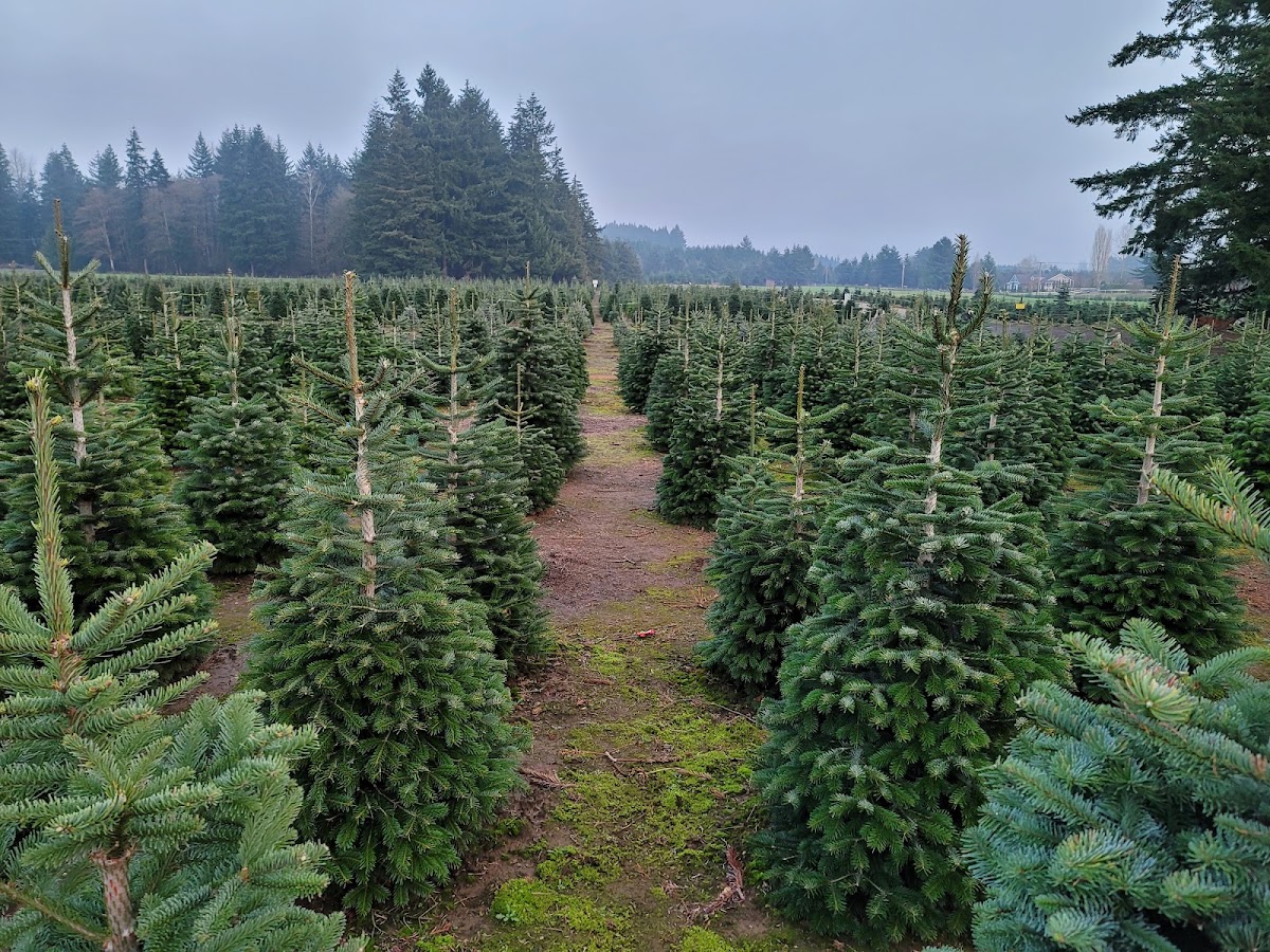 Christmas Valley Tree Farm in Rochester, Washington