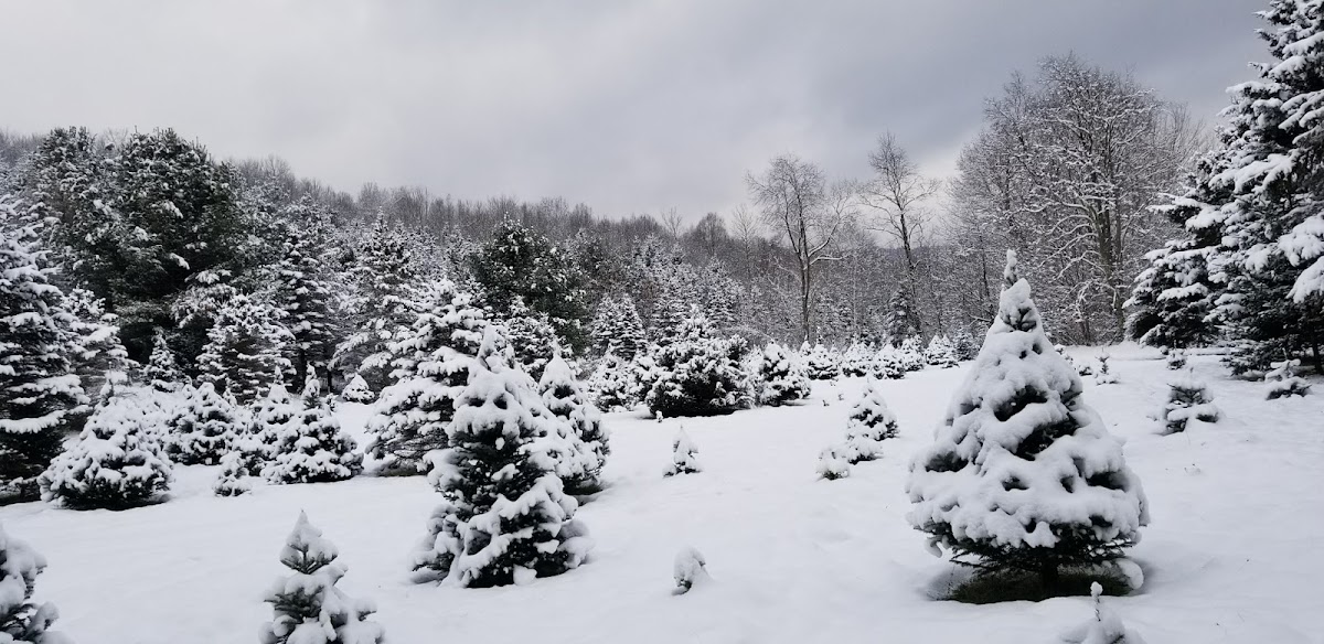 Cicala Christmas Tree Farm in Shaftsbury, Vermont