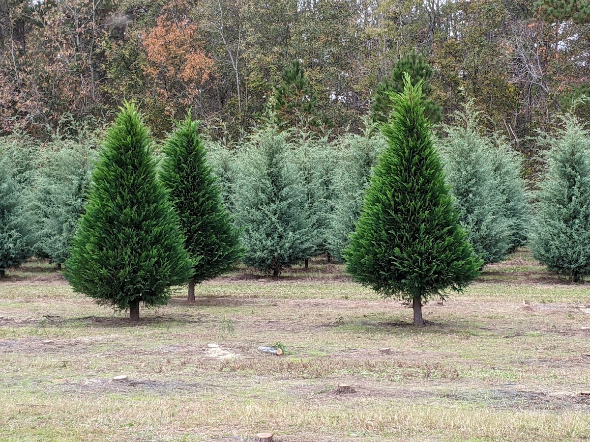 Clarks Hill Christmas Tree Farm in Clarks Hill, South Carolina