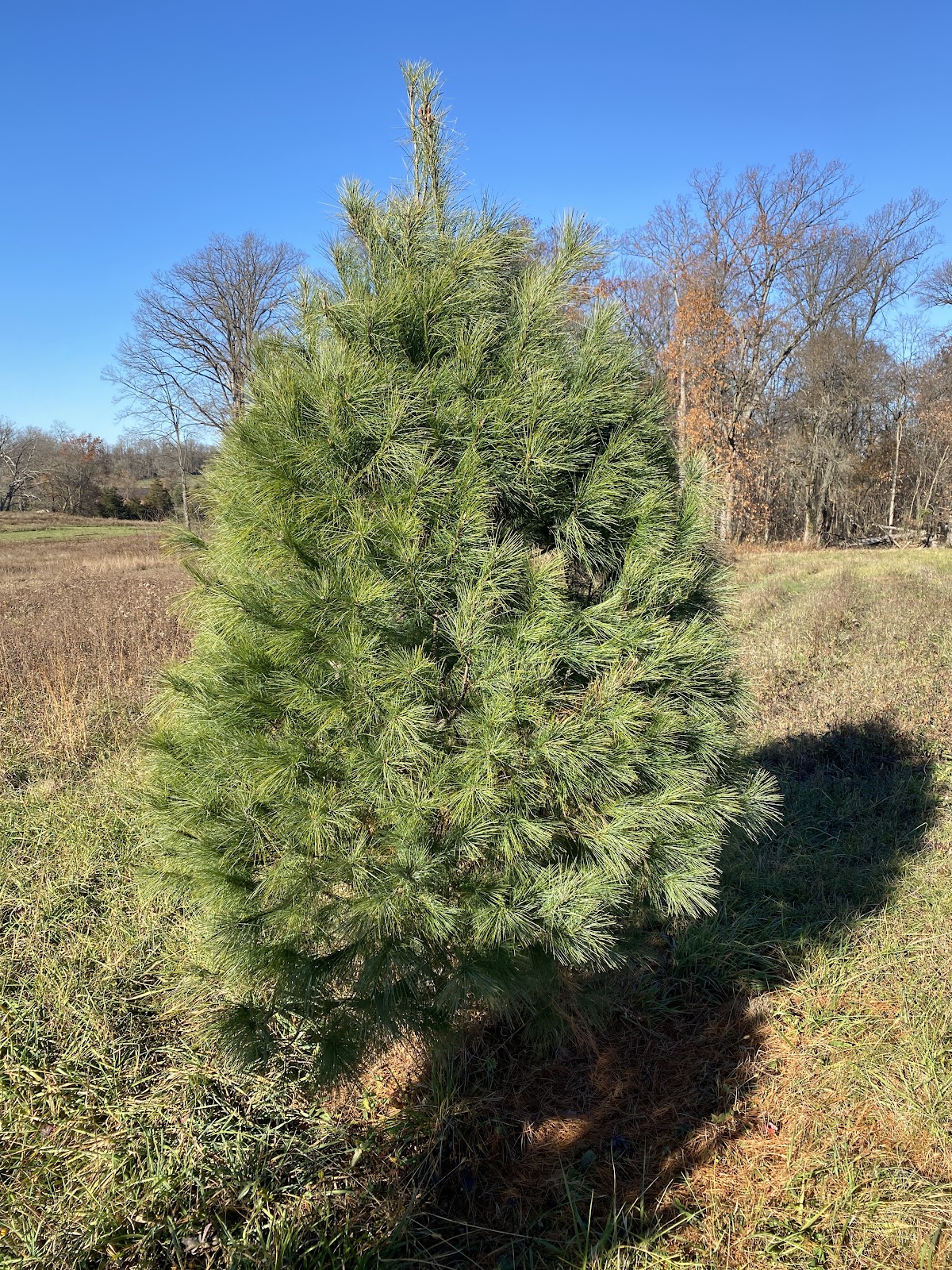 Clemsonville Christmas Tree Farm in Union Bridge, Maryland